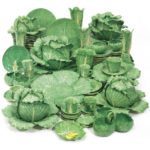 dodie-thayer-lettuce-ware-cz-guest-collection-sotheby27s
