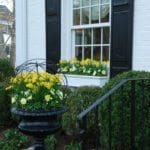 boxwood-white-house-black-shutters-spring-landscape-front-door