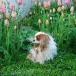 king-charles-spaniel