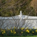spring-daffodils-white-picket-fence