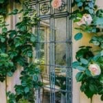 eden-roses-orangerie-bettie-bearden-pardee