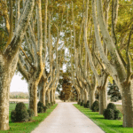 allee-trees-french-countryside