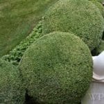 landscaping2