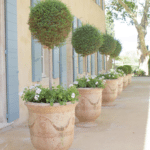 topiaries-terra-cotta-planters-pots