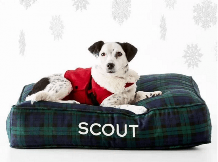 Pet Gift Guide: Dog Holiday Gifts