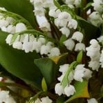 large_vladimir-kanevsky-white-m-o-exclusive-lily-of-the-valley