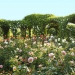 oprah-winfrey-rose-garden-3-1503946783