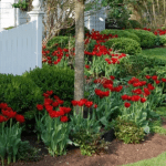 red-tulips