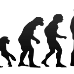 240px-Human_evolution.svg