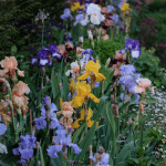 iris-flowers-spring