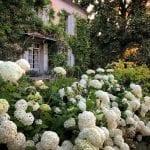 annabelle-hydrangeas-white-french-countryside-sharon-santoni