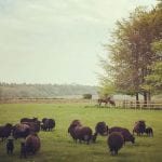 lambs-black-sheep-fairgreen-farm