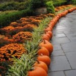 nv-landscape-line-garden-with-pumpkins-garden