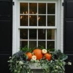 pretty-pink-tulips-fall-halloween-pumpkin-window-box