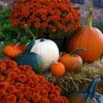 pumpkins-mums-rust-orange-white-green