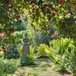 Flowering_Camellias_At_Glin
