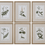 botanical-prints-florals-framed-set-of-six