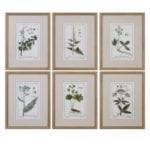 framed-botanical-prints-set-of-six