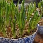 burleigh-bowls-for-bulbs-spring-flowers