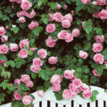 constance-spry-pink-roses