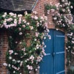 david-austin-ramblers-on-walls-gallery-rose-garden-design-pink-garden
