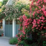 english-country-style-garage-garden-roses-climbing-pink