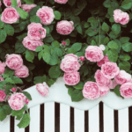 pink-roses-constance-spry-white-park-bench