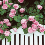 pink-roses-constance-spry-white-park-bench
