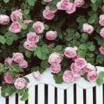 pink-roses-white-bench-climbing-mothers-day