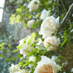 white-ohara-climbing-roses-white
