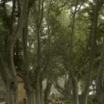 mist-platane-alley-PLANE TREE ALLÉE