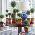 Caroline Gidiere topiaries topiary display terra cotta pots blue and white lamp stacks of books round table