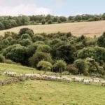plum-sykes-home-cotswolds-english-countryside-sheep-grazing-pasture