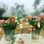 Buckets+of+tulips+off+to+London+April+2017