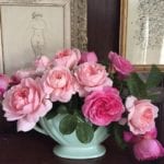 Heritage and Gertrude Jekyll pink roses