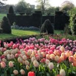 wardington-manor-oxfordshire-england-tulips-gardens-spring-flowers