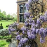wardington-manor-wysteria-climbing-english-garden