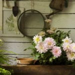 Potting 04