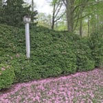 Garden-pink-snow-in-spring-azaleas-1024×768