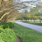 crepe-myrtles-at-gate-looking-to-pasture-across-road-1024×683
