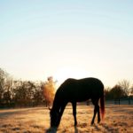 horse-farm-kentucky-home-southern-living