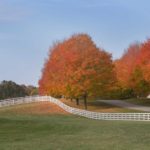 fall-leaves-trees-white-picket-fence