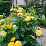 Julia-child-yellow-roses-Bettie-bearden-pardee-garden