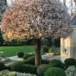 cherry-blossom-trees-hally-jolivette-tree