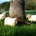 french-sheep-countryside-chateau-de-la-lande