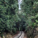 RoverDriveway