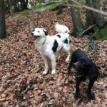RoverTwoDogs