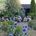 gina-gncgarden-instagram-denmark-garden-endless-summer-hydrangeas-blue