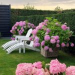 gina-gncgarden-instagram-denmark-garden-endless-summer-pink-hydrangeas