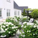 gina-gncgarden-instagram-denmark-garden-white-annabelle-hydrangeas-boxwood-beautlful